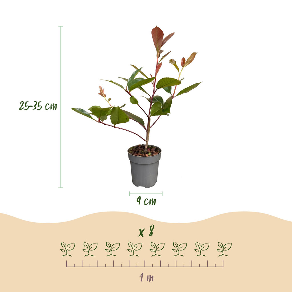 Photinia fraseri 'Red Robin' (photinia) – rouge – 16 plants, Ø9 cm, 25–35 cm de haut – photo 4