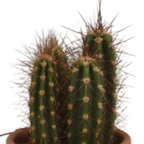 Kaktusmix (Cactaceae) i terrakottakrukke – Ø6 cm, 13 cm høj