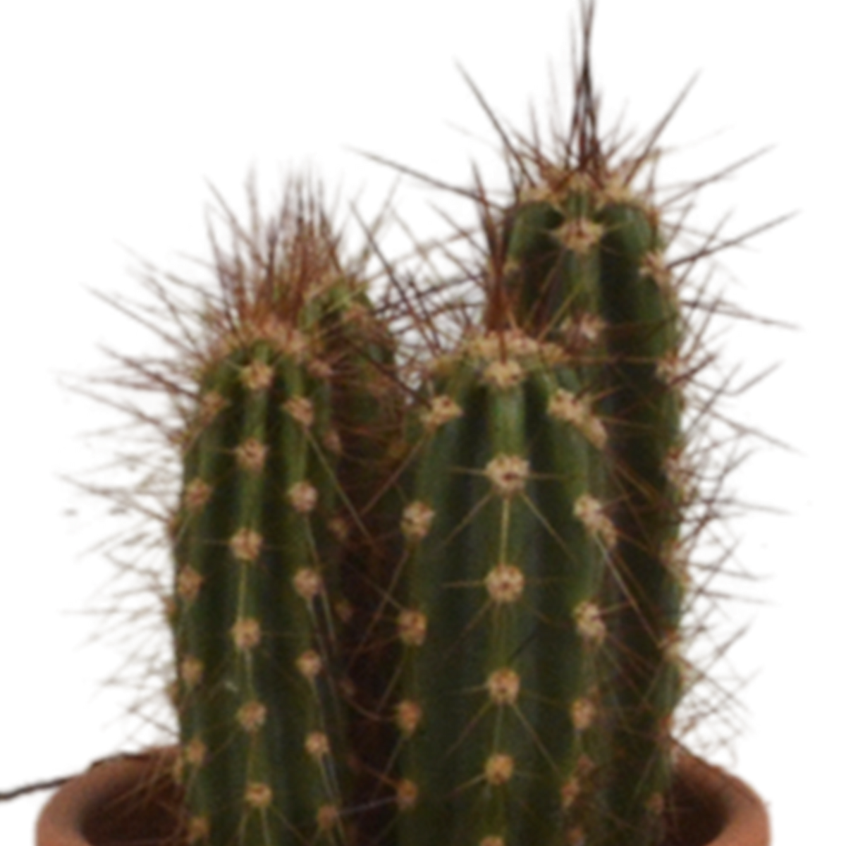 Kaktusmix (Cactaceae) i terrakottakrukke – Ø6 cm, 13 cm høj