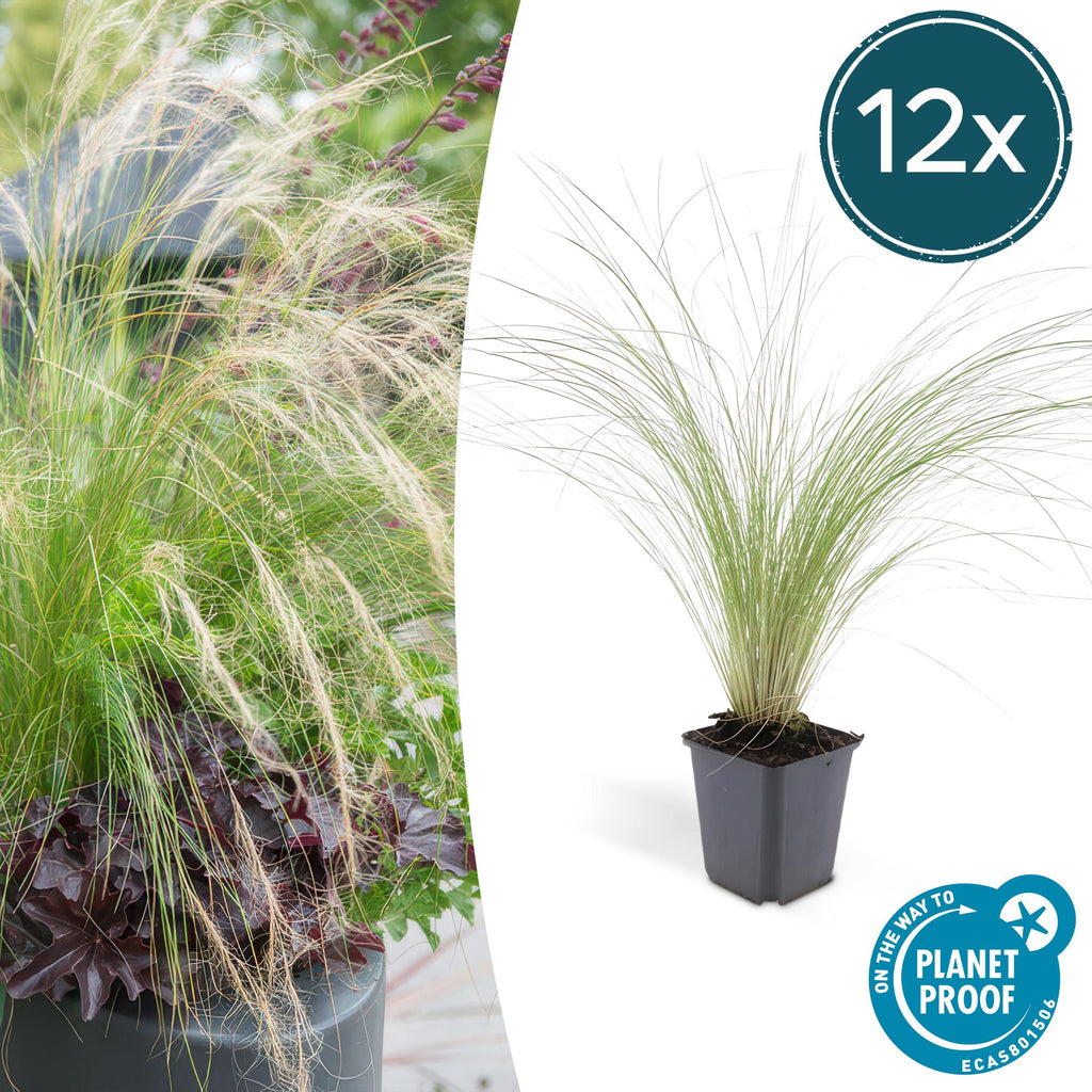 Stipa tenuissima 'Ponytails' (feather grass) – 12 plants, Ø9 cm, 10–25 cm high