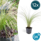 Stipa tenuissima 'Ponytails' (feather grass) – 12 plants, Ø9 cm, 10–25 cm high