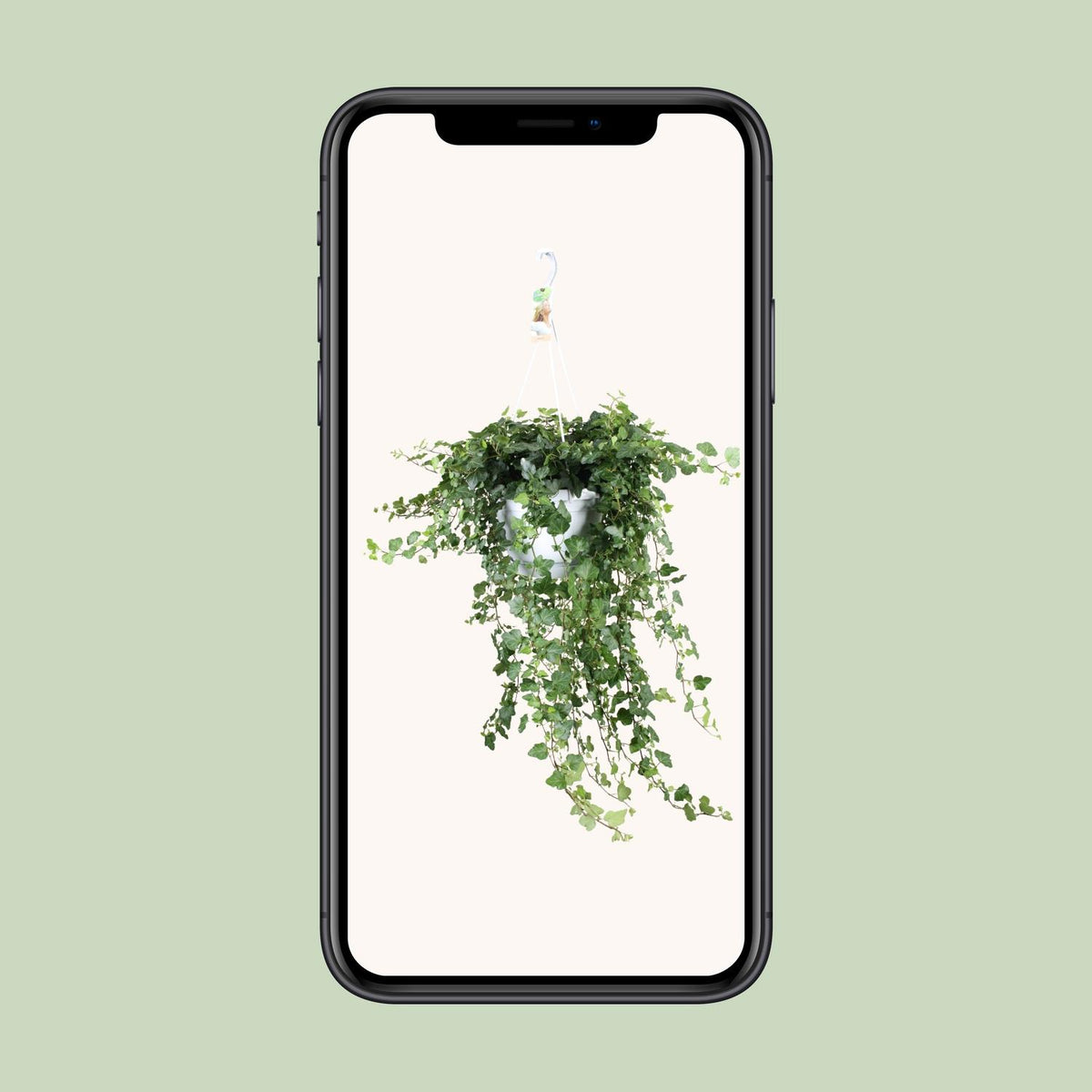 Hedera Wonder Green (klimop) – Ø24 cm, 70 cm hoog – foto 4
