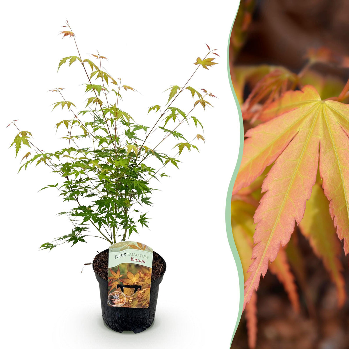 Acer palmatum 'Katsura' (Japanse esdoorn) – oranje – Ø19 cm, 70 cm hoog