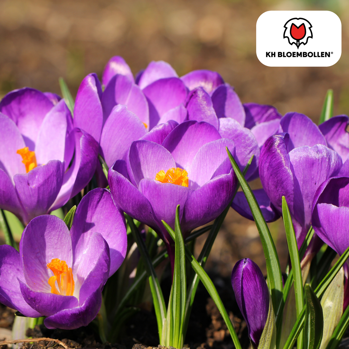 Jacinthe violette – 30 bulbes