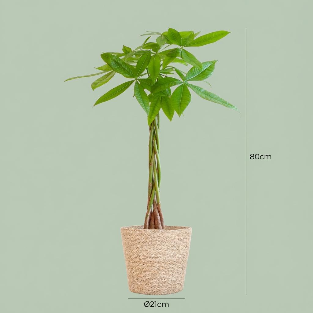 Pachira aquatica (Geldbaum) im Seegras-Korb – Ø 21 cm, 80 cm hoch