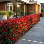 Photinia fraseri 'Little Red Robin' (photinia) – rouge – 24 plants, Ø9 cm, 25–35 cm de haut