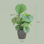 Calathea orbifolia in Potter-sierpot grijs – Ø21 cm, 65 cm hoog