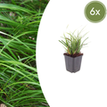 Carex morrowii (Segge) – 6 Pflanzen, Ø9 cm, 10–25 cm hoch