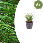 Carex morrowii (Segge) – 6 Pflanzen, Ø9 cm, 10–25 cm hoch