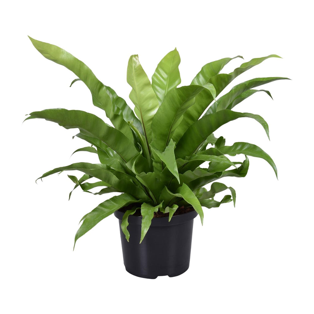 Asplenium Antiquum (fugleredbreg) – Ø23 cm, 60 cm høj