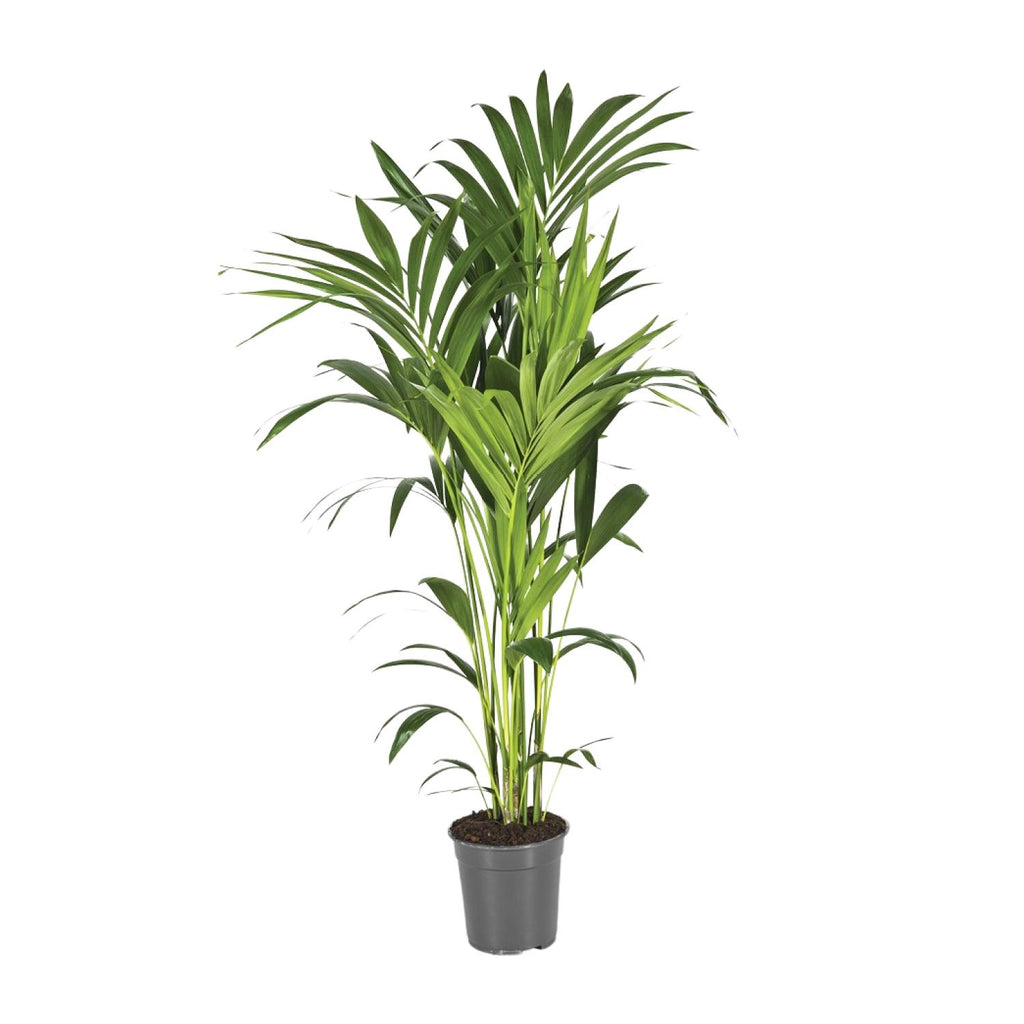 Howea forsteriana (kentiapalm) – Ø21 cm, 130 cm hög
