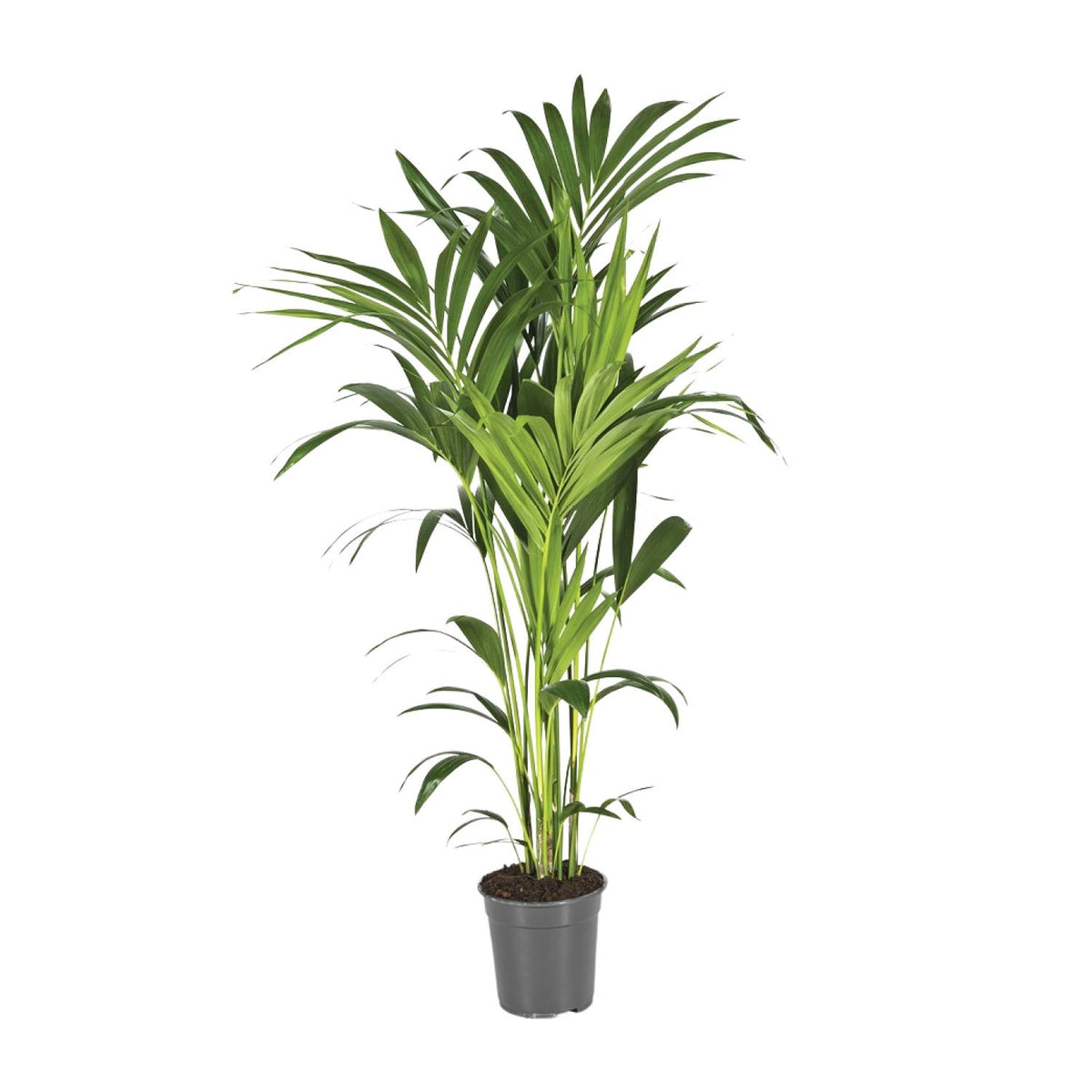 Howea forsteriana (kentiapalm) – Ø21 cm, 130 cm hög