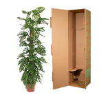 Monstera Monkey Leaf (hulplant) – Ø27 cm, 160 cm høj