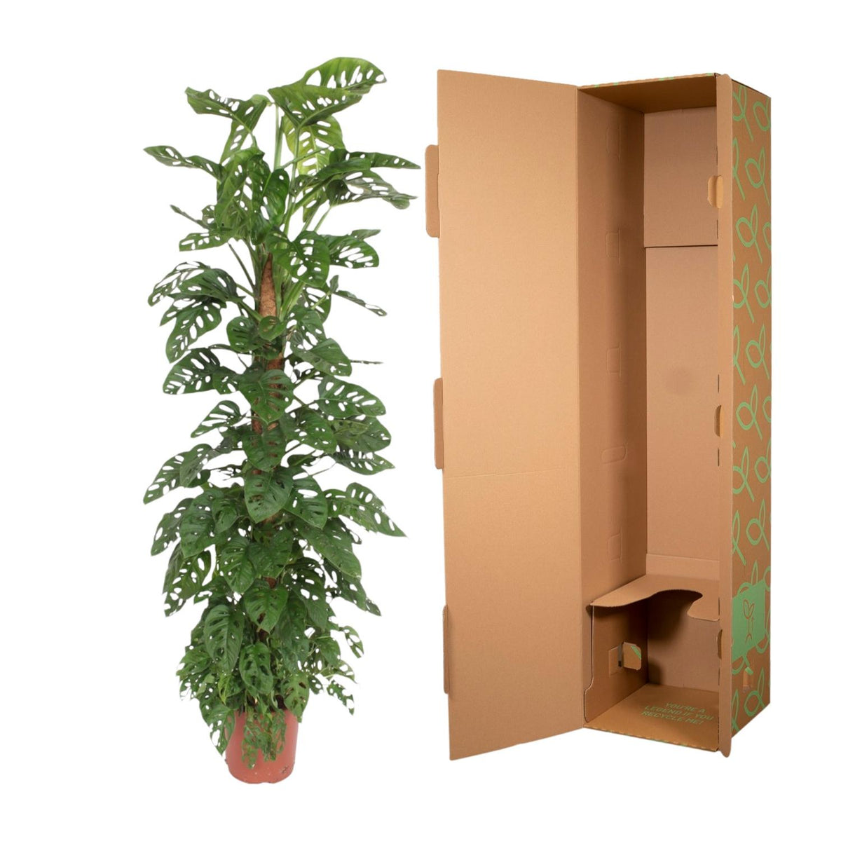 Monstera Monkey Leaf (hålpflanta) – Ø27 cm, 160 cm hög