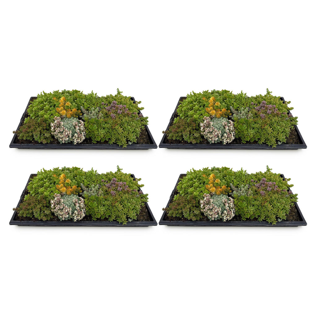 Sedum-måtte (stenurt) – 20 cm høj – billede 2