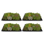 Sedum-måtte (stenurt) – 20 cm høj