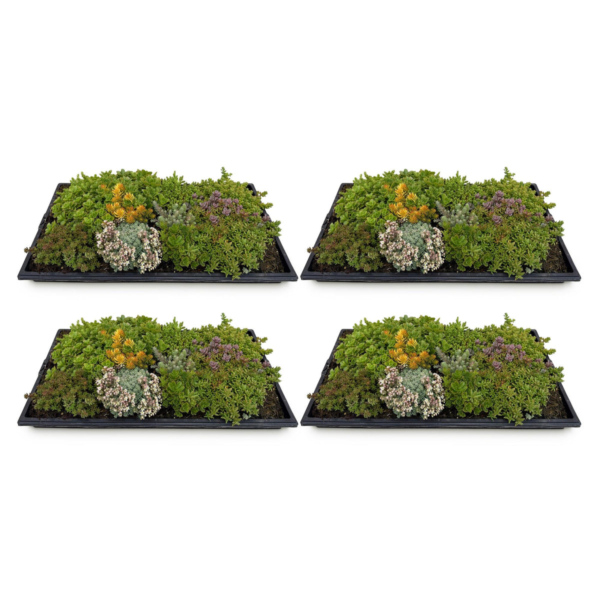 Sedum-måtte (stenurt) – 20 cm høj – billede 2