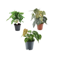 3× Monstera obliqua 'Monkey Leaf' (gatenplant) – Ø12 cm, 25 cm hoog