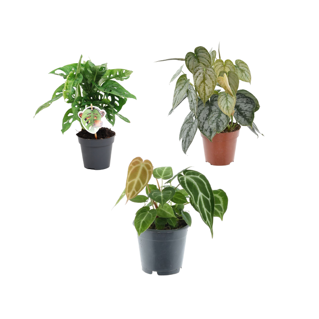 3× Monstera obliqua 'Monkey Leaf' (gatenplant) – Ø12 cm, 25 cm hoog