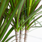 Dracaena marginata (Drachenbaum) im weißen Tontopf – Ø 21 cm, 95 cm hoch