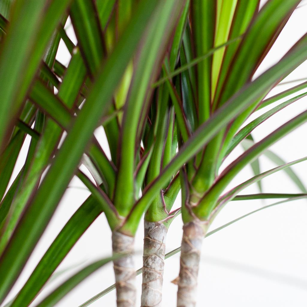 Dracaena marginata (Drachenbaum) im weißen Tontopf – Ø 21 cm, 95 cm hoch