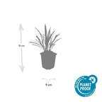 Liriope muscari 'Ingwersen' (lily grass) – 60 plants, Ø9 cm, 10–25 cm high