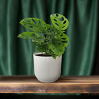 Hulplante (Monstera) – Ø12 cm, 30 cm høj