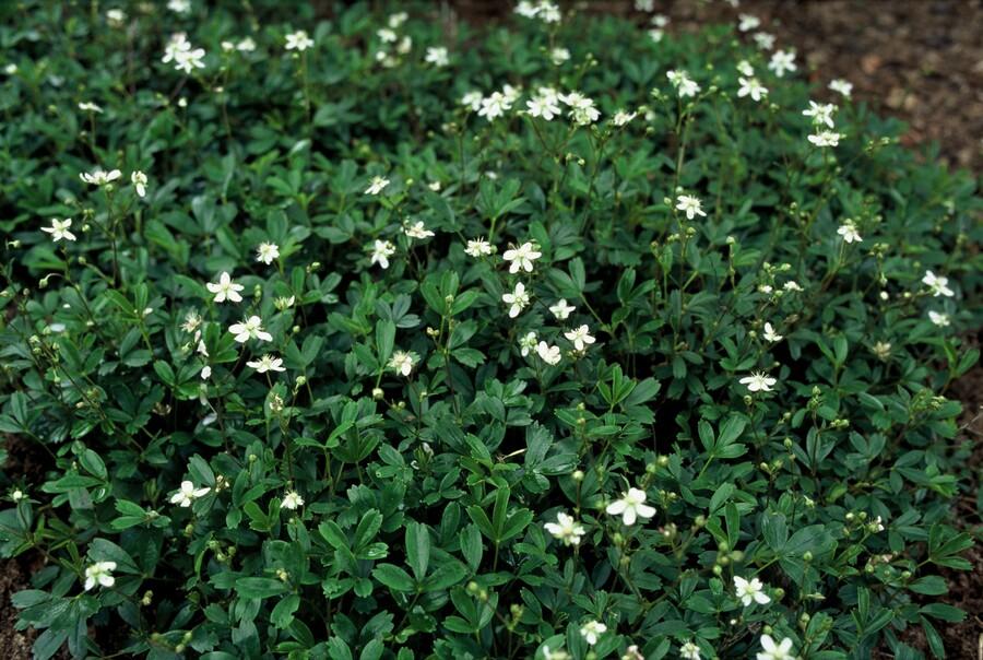 Potentilla tridentata 'Nuuk' (shrubby cinquefoil) – 60 plants, Ø9 cm, 10–25 cm high