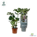 Monstera deliciosa (gatenplant) – Ø17 cm, 55 cm hoog