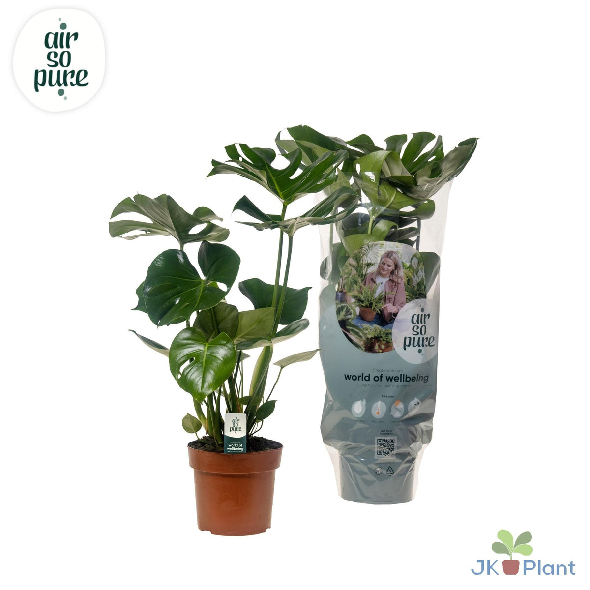 Monstera deliciosa (Fensterblatt) – Ø 17 cm, 55 cm hoch