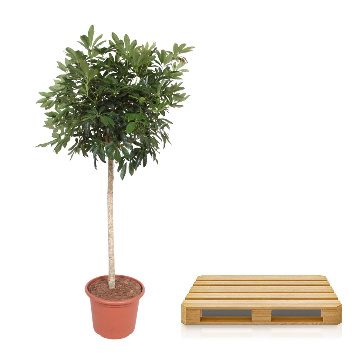 Schefflera arboricola Compacta boom (Dracaena) – Ø45 cm, 190 cm hoog