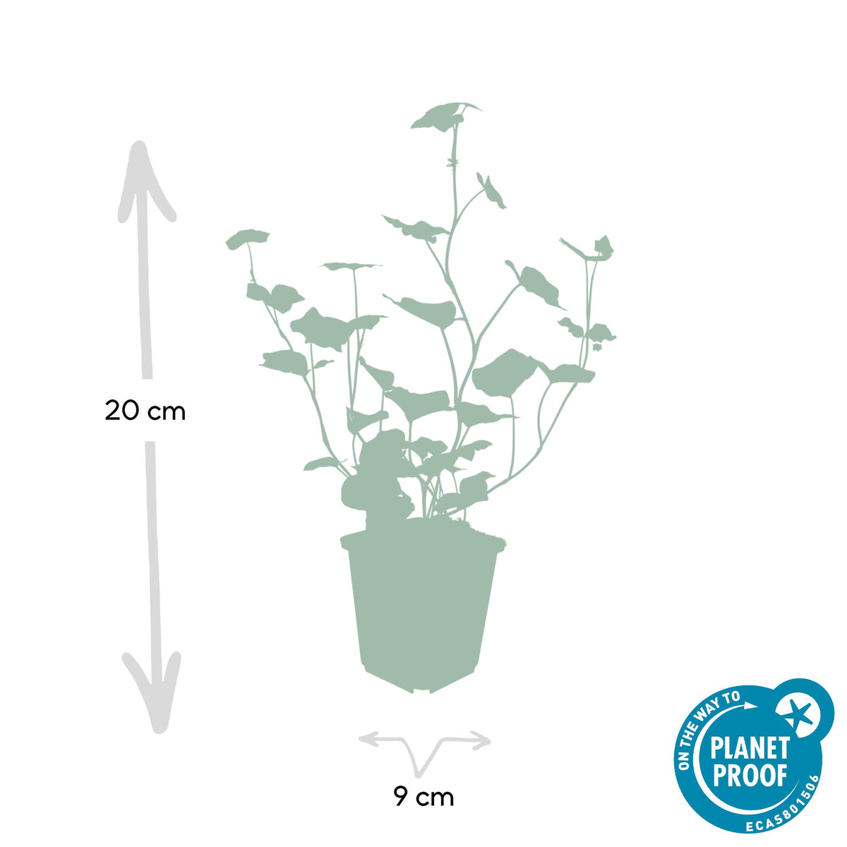 Hedera hibernica (klimop) – 6 planten, Ø9 cm, 10–25 cm hoog – foto 3