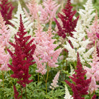Astilbe 'Tricolour' (astilbe) – violet-rose-blanc – 6 plantes, Ø11 cm, 15–25 cm de haut