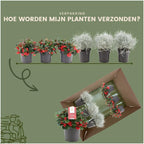 Gaultheria '+ 3x Calocephalus' (mountain tea) – Ø10 cm, 15 cm high
