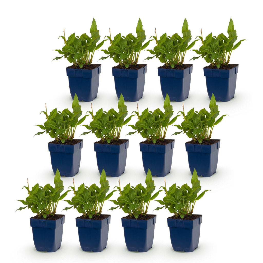 Persicaria amplexicaulis 'Rosea' (impatiens) – rose – 12 plants, Ø11 cm, 15–25 cm de haut – photo 2