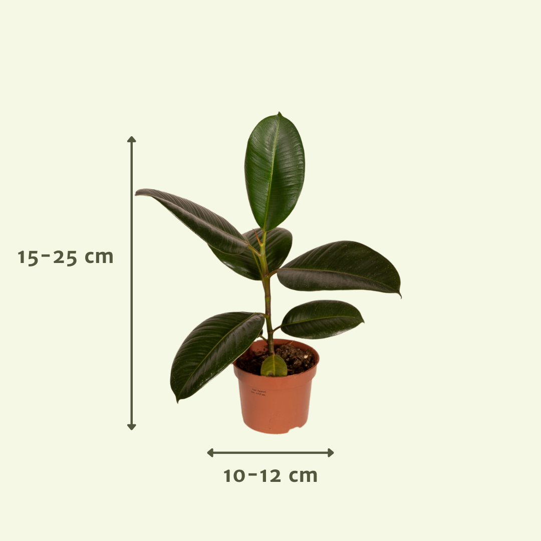 10× Plantenmix – Ø12 cm, 30 cm hoog