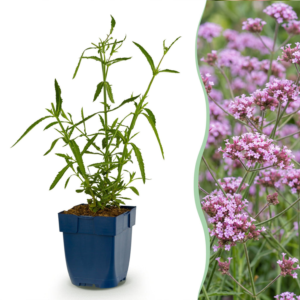 Verbena bonariensis 'Lollipop' (Blutwinde) – lila – 6 Pflanzen, Ø 11 cm, 15–25 cm hoch