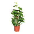 Epipremnum Pinnatum 60cm (scindapsus) – Ø15 cm, 60 cm hoog