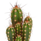 15× Cactus en vetplanten mix (Cactaceae) in witte pot – Ø7 cm, 13 cm hoog