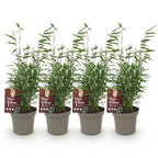 Fargesia 'Red Dragon' (bambus) – 4 planter, Ø14 cm, 35 cm høj