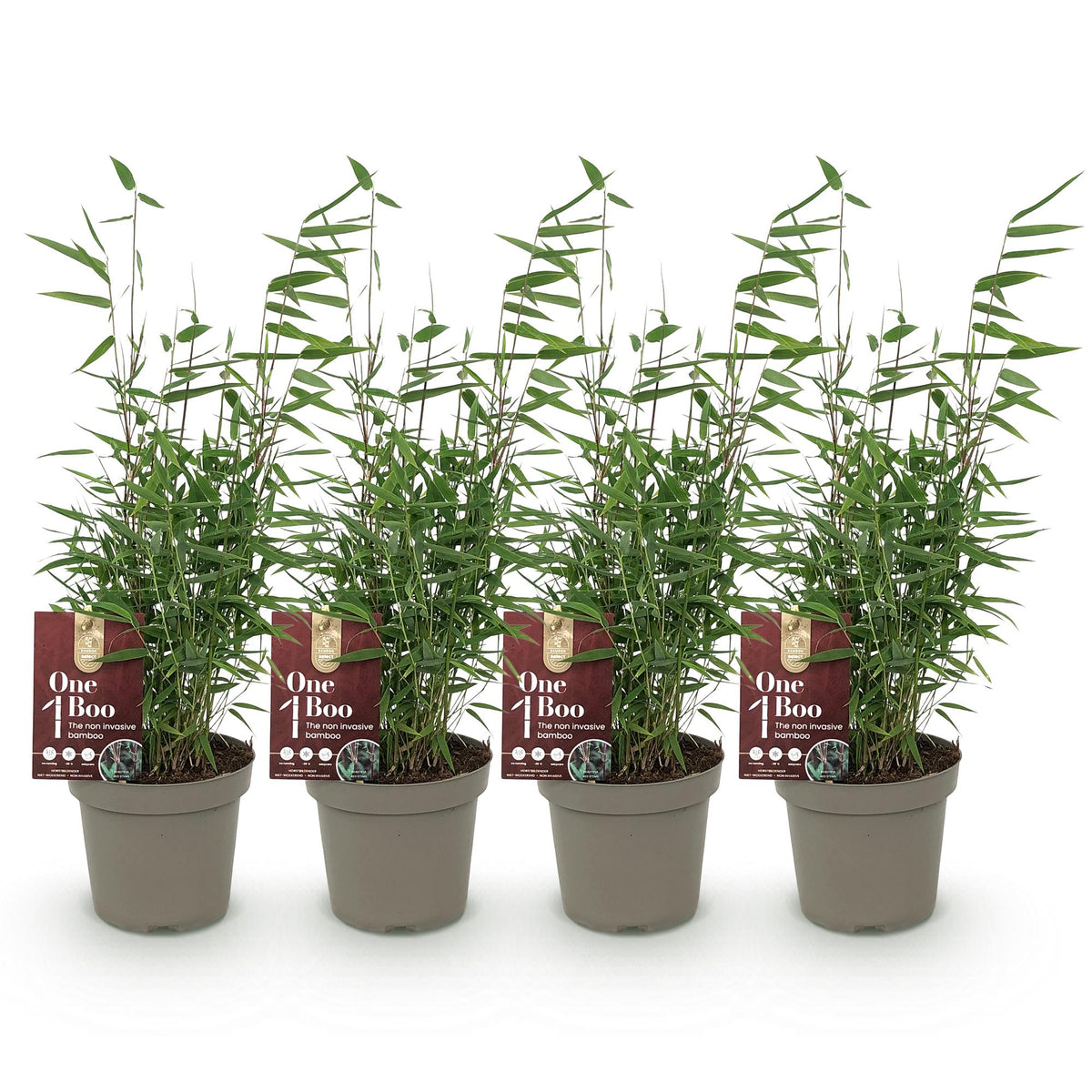 Fargesia 'Red Dragon' (bambus) – 4 planter, Ø14 cm, 35 cm høj – billede 2