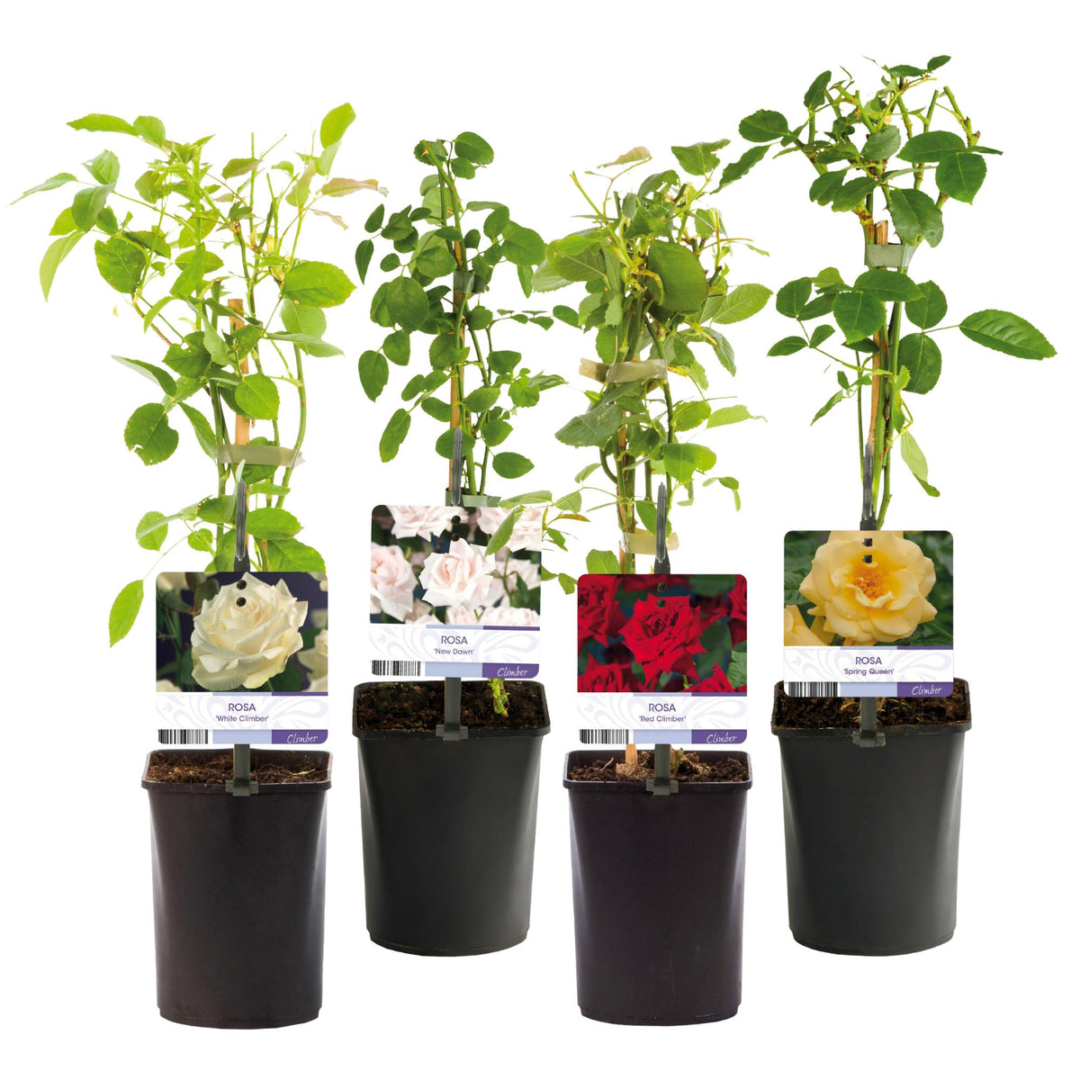 Rosa 'Rainbow' (Blüten rosa weiß gelb rot) – 4 Pflanzen, Ø11 cm, 40 cm hoch – Bild 2