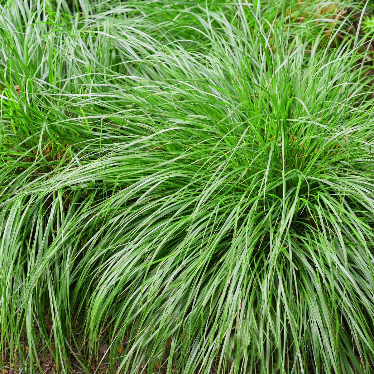 Carex oshimensis 'Intense Green' (zegge) – 2 planten, Ø17 cm, 50 cm hoog