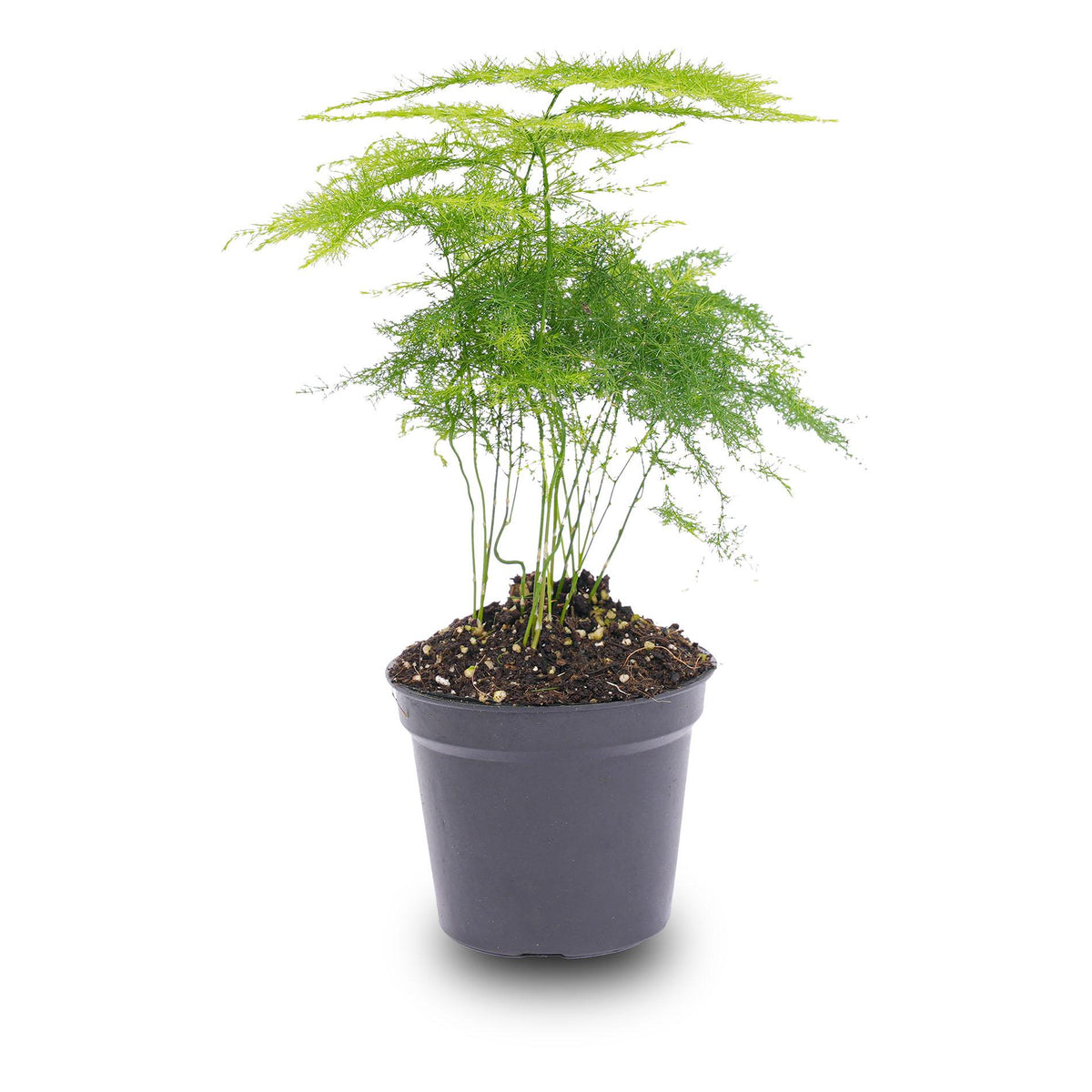Asparagus Setaceuse Plumosus (bregnefløj) – Ø6 cm