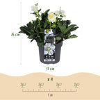Helleborus 'Christmas Carol' (hellébore de Noël) – 2 plantes, Ø17 cm, 35 cm de haut