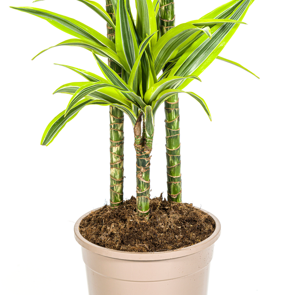 Dracaena Deremensis Lemon Lime (drakenboom) – Ø24 cm, 130–150 cm hoog