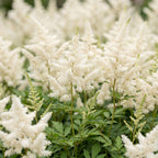 Astilbe 'Deutschland' (pluimspirea) – wit – 6 planten, Ø11 cm, 15–25 cm hoog