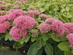Sedum 'Herbstfreude' (stonecrop) – 60 plants, Ø9 cm, 10–25 cm high