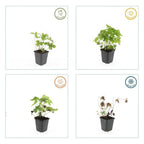 Geranium nodosum (cranesbill) – 6 plants, Ø9 cm, 10–25 cm high