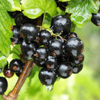 Ribes nigrum 'Ben Nevis' (currant plant) – 2 plants, Ø15 cm, 50 cm high